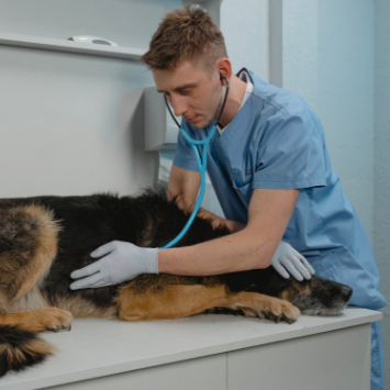 Materie caratterizzanti